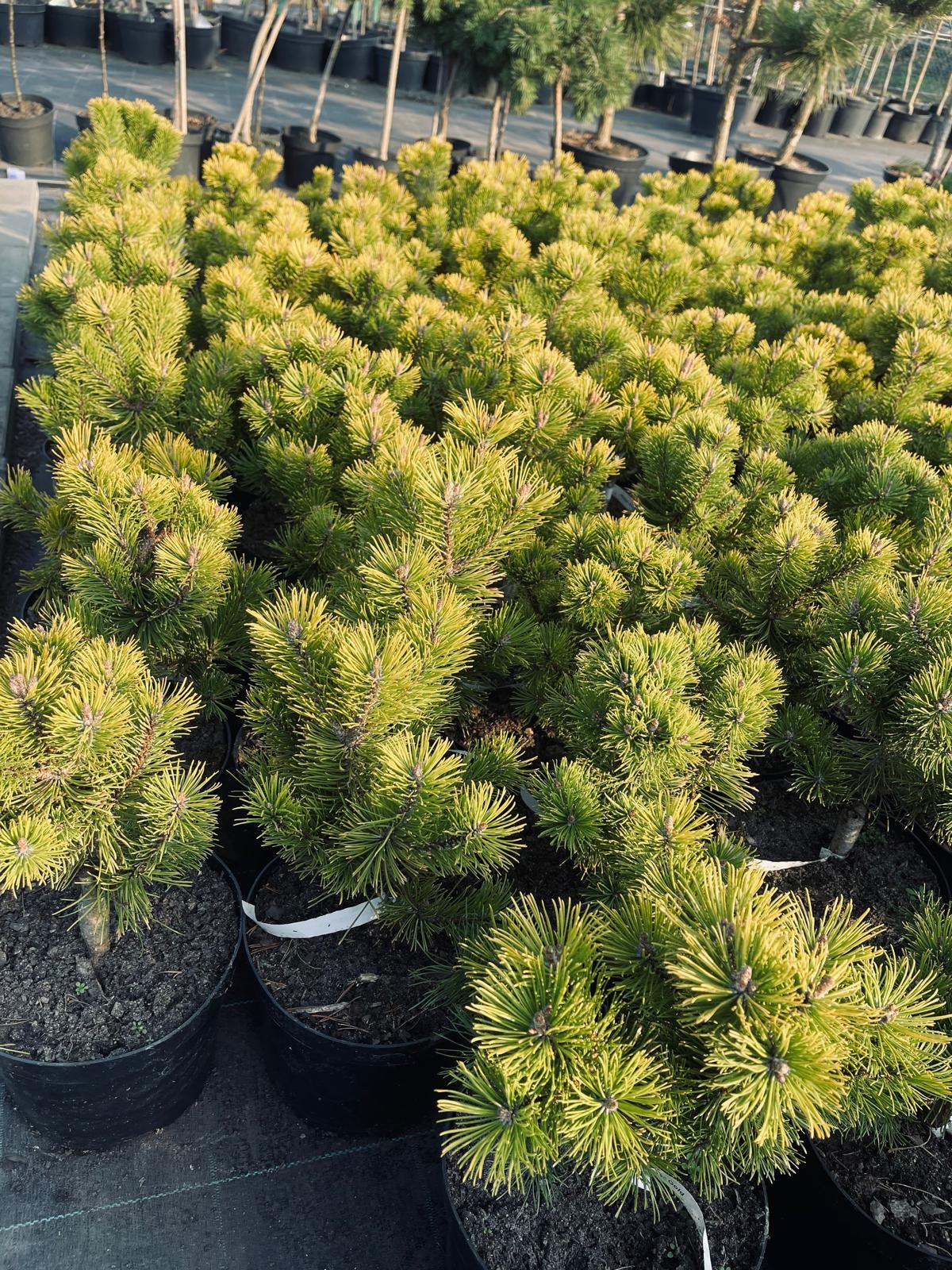 plant016 - Szkółka Ula Milczanowska